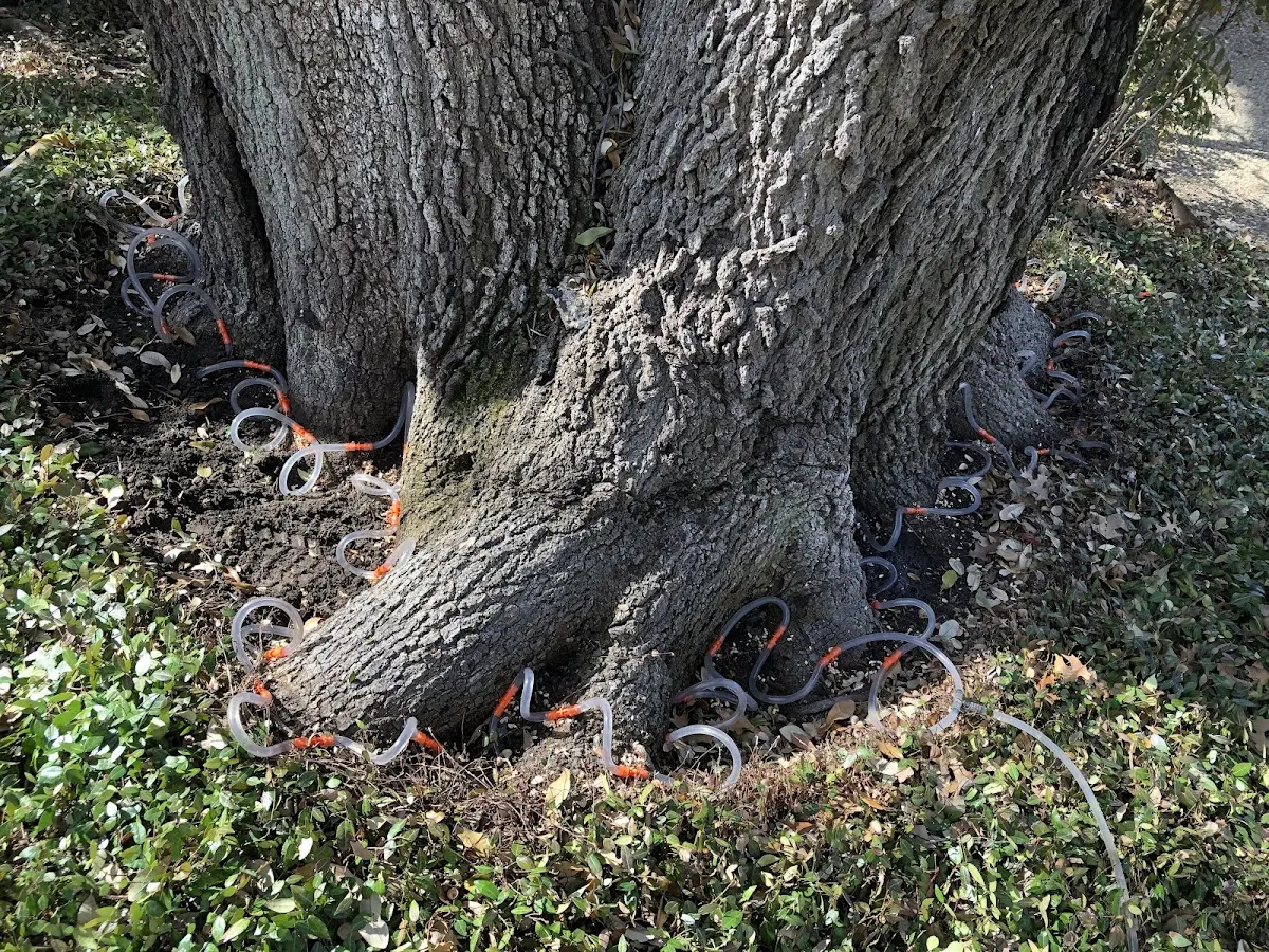 Detailed Tree Cabling and Bracing job site in Hilger