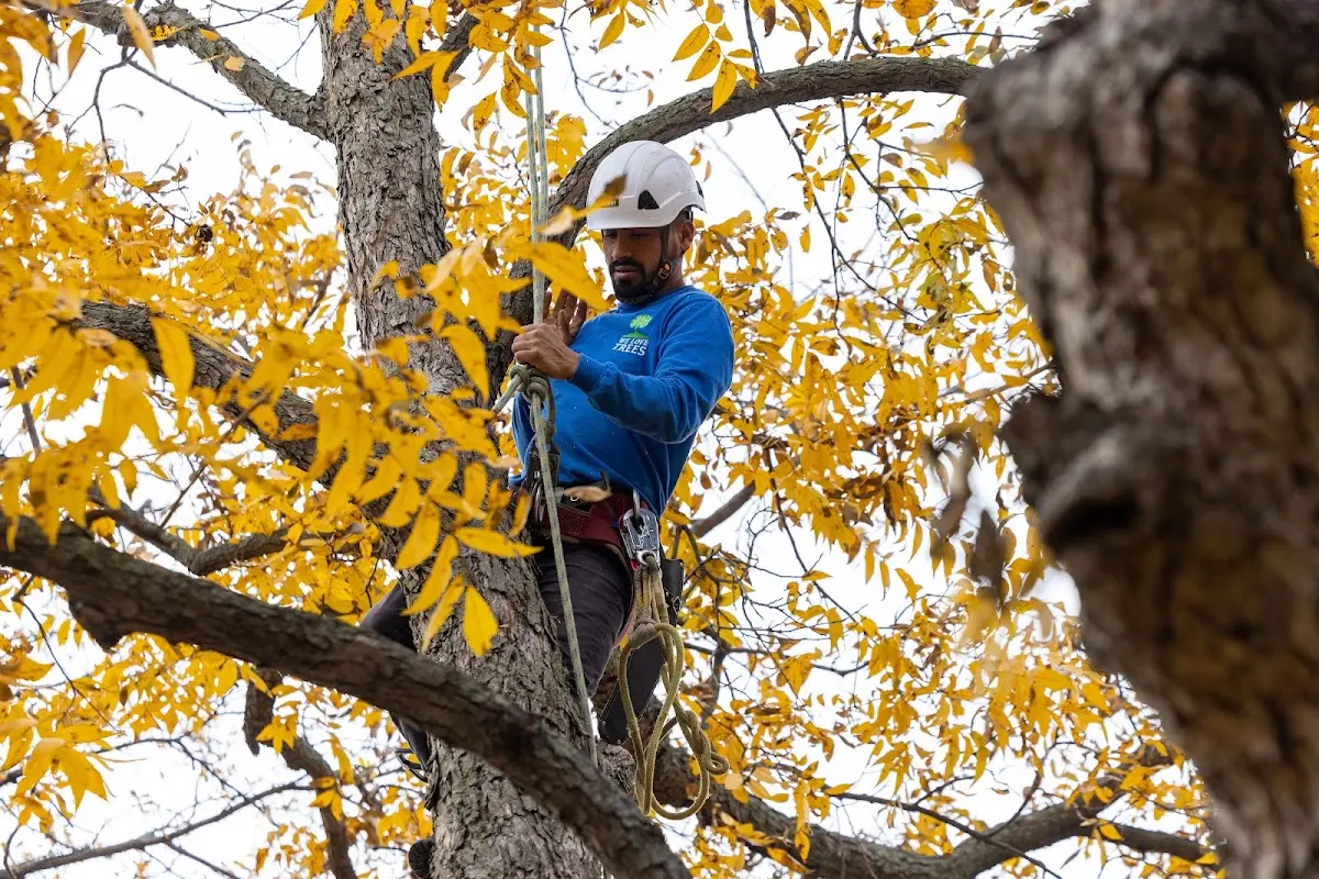 Skilled Tree Transplanting crew working in Hilger